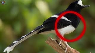 Download lagu KACER AIR MENINTING BESAR GACOR mp3