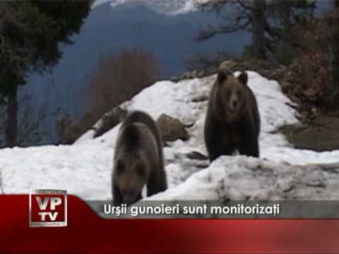 Urşii gunoieri sunt monitorizaţi