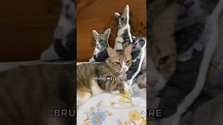 Download lagu Bruno well core #kucing #catlove mp3 Download lagu Bruno well core #kucing #catlove mp3
