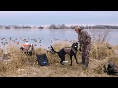 Gun Dog Training - Steadiness Tip