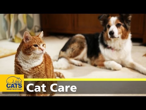 How to introduce cats to dogs - YouTube