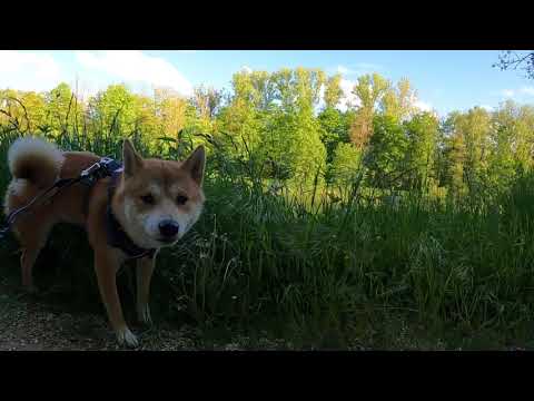 Mit Yoshi on Tour - Luitpoldhain Lauingen (Donau)