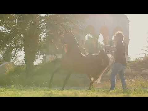 🔶 QUTUZ ALJASSIMYA 🔶⁣ (AL AYAL AA x MINWAH), 2016 Stallion