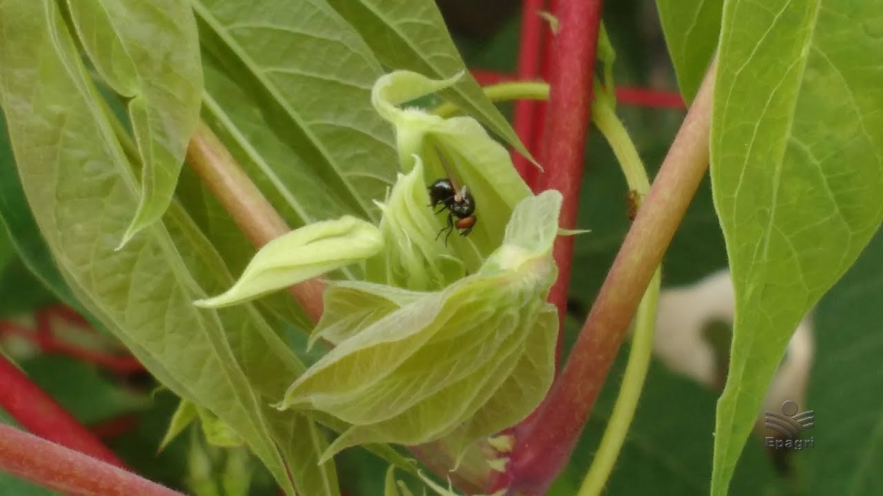 Mosca-do-broto da mandioca