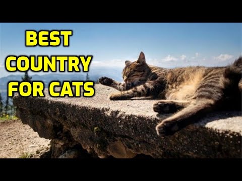 Which Country Has The Most Cat Lovers?