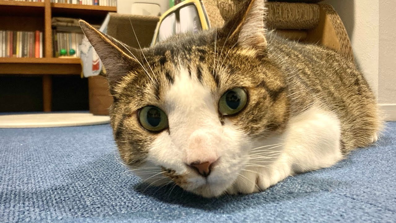 お昼にかわいい猫を見て癒される配信