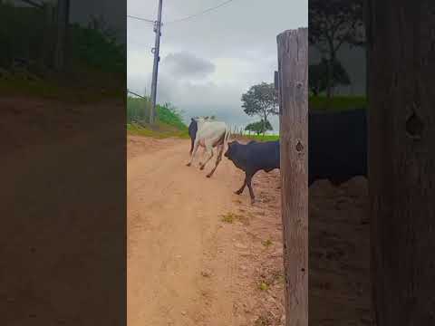 Conceição Da Feira #nordeste #pecuarista #mercadoagricola #caminhoparaumavidamelhor #fazenda #sitio