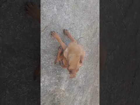 Pimple Nilakh Bridge. July 2025