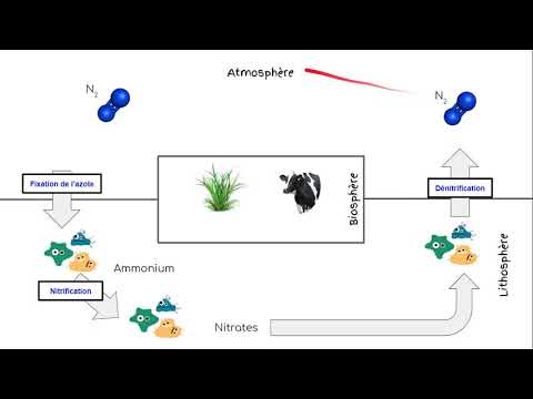 Le cycle de l'azote