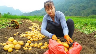 Harvesting 30kg of Potatoes Goes To Market Sell - Grow Vegetables | New Free Bushcraft