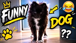 Mein 4 Monate alter Pomchi rastet komplett aus! 😂🐾 | Bellas wilde 5 Minuten!