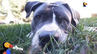 Pit Bull Adopter Can’t Bring Home Just One Pittie | The Dodo Pittie Nation by The Dodo