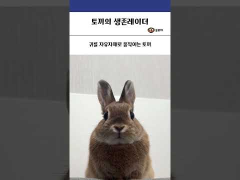 토끼의 생존레이더