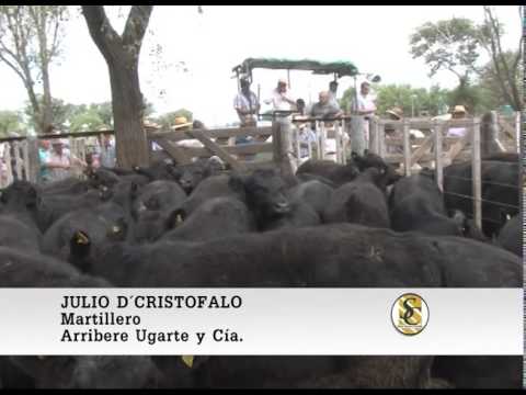 Arribere Ugarte y Cia. - Nota Julio D Cristofalo - Rauch - 04-02-15