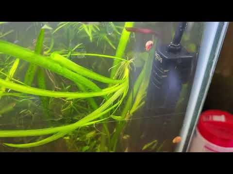 Testing the Siora Aquarium Heater in My Tank!