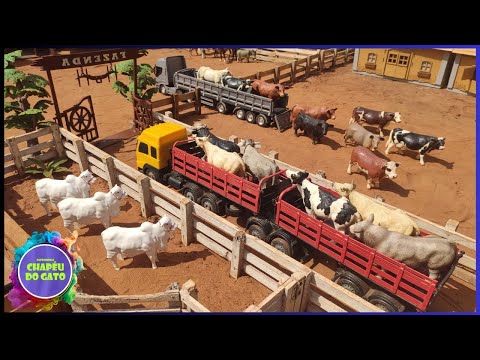 Chegou a boiada nos caminhões boiadeiros