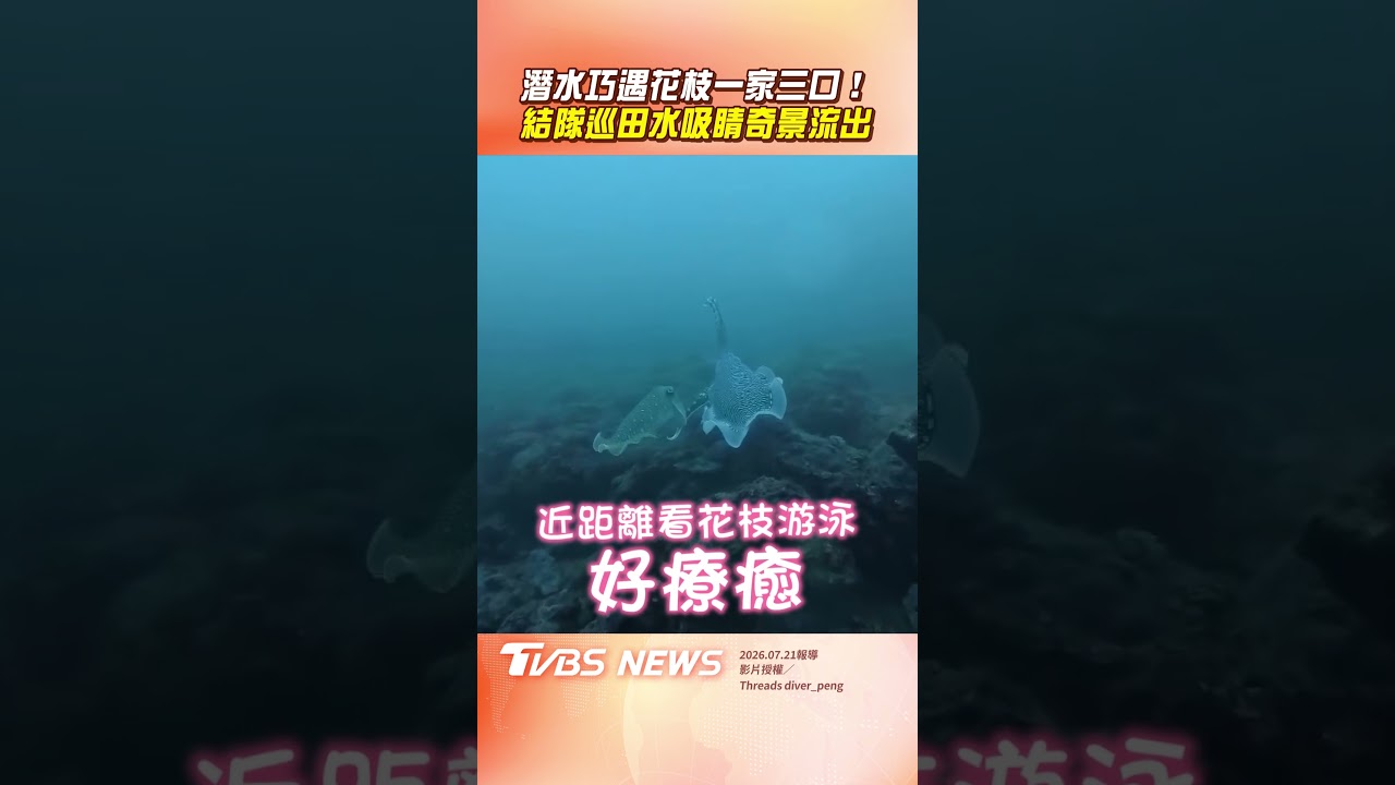 影音/潛水巧遇花枝「一家三口」 結隊「巡田水」吸睛奇景流出