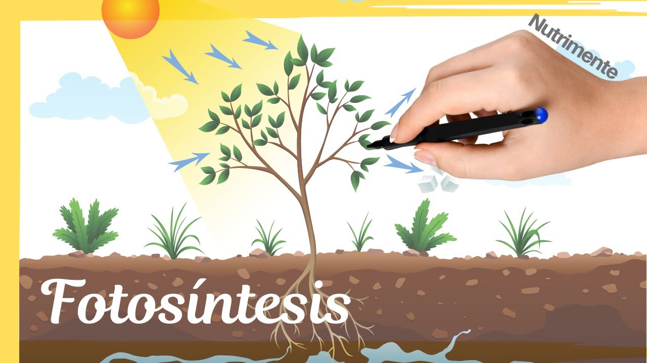 La FOTOSÍNTESIS y sus ETAPAS