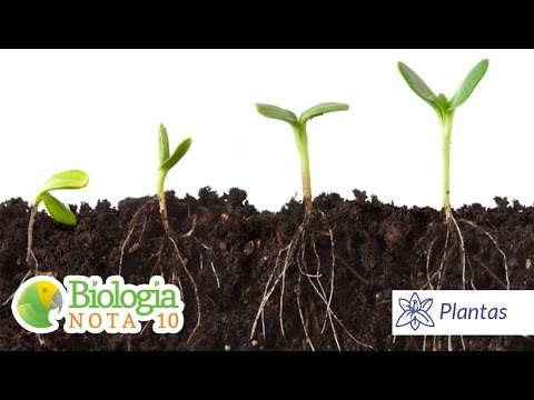 HISTOLOGIA VEGETAL - Parte 1 (O que é meristema?) | Biologia Nota 10