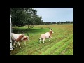 Come See Scimitar Oryx Inside Wild Florida S Drive Thru Safari Park