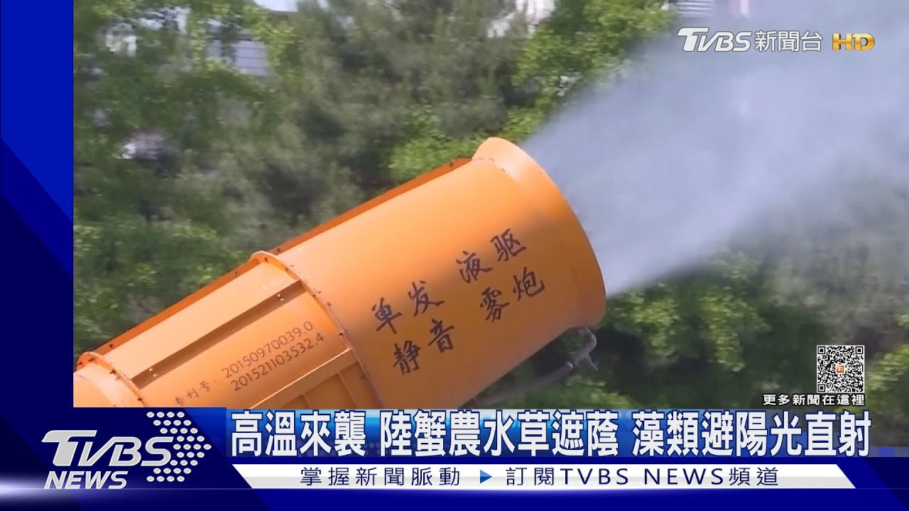 高溫來襲！陸蟹農水草遮蔭　藻類避陽光直射