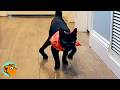 Cat Was Born With Special Legs Can His Owner Help Him Cuddle Buddies