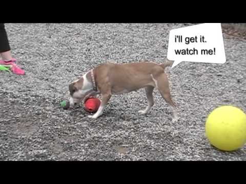 Lady, an adopted Hound & Terrier Mix in Linden, NJ_image-1