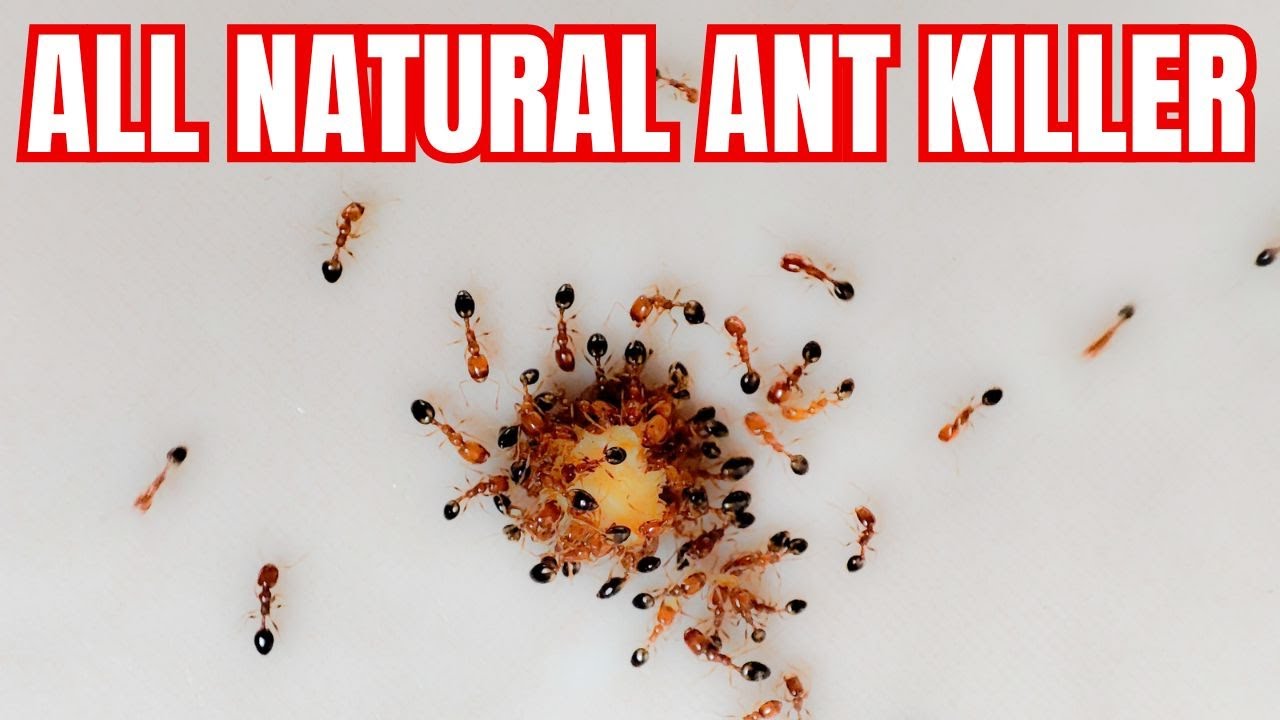 How To Make An All Natural Ant Killer | 2 Ingredients