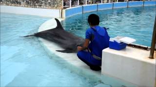 preview picture of video '2014 Japan Holiday - Okinawa Churaumi Aquarium - Dolphin Show (Part 1)'