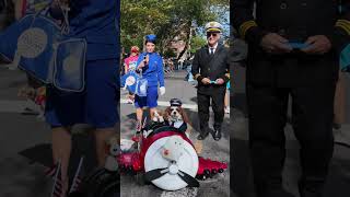 🐶🎃Dog Pilot at NYC Halloween Dog Parade #shorts #doghalloween #nychalloween #dogparade #dogcostume