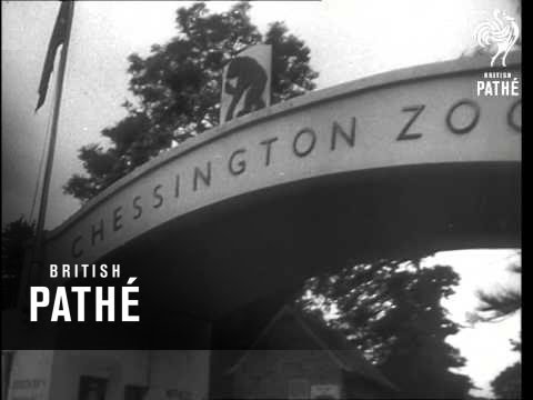 Bantam Pack - It's Fun Being An Animal (1950)