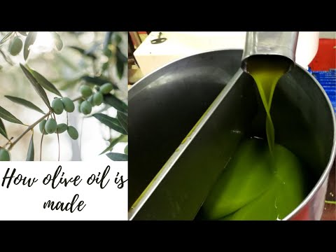 How Italian olive oil is made /Life in Sicily  #Italianoliveoil #lifeinsicily #olives