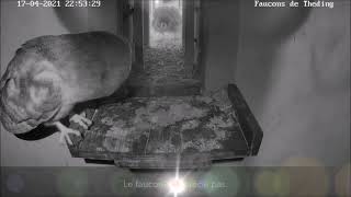 Une chouette intrusive