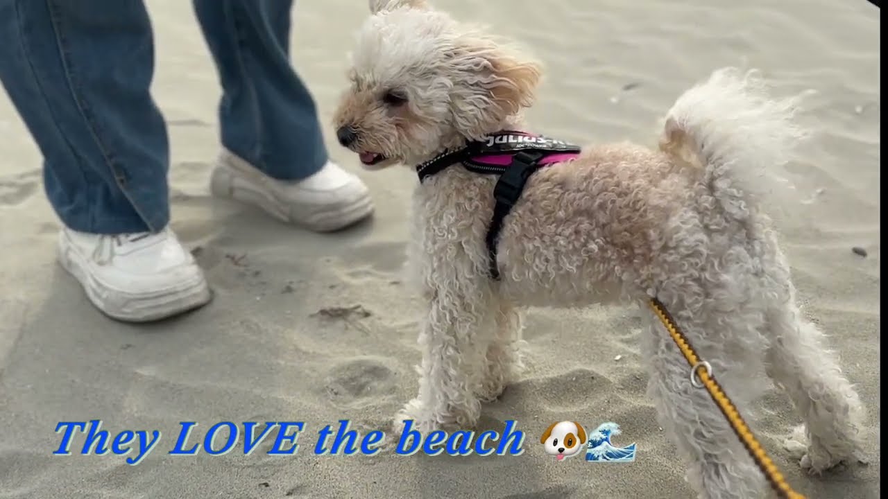 Big Boy vs Tiny Girl… Beach Walk Battle 😂🐶　#toypoodle #cutedogs #dogvideo #doglover