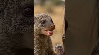 Mongoose and Wildebeest.#wildebeest #Mongoose#animals world.