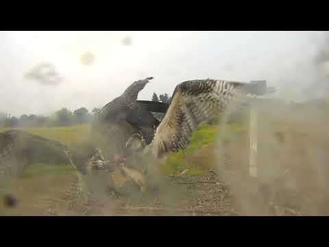 Big Fish Fight on Charlo's Osprey Nest 2018 08 20