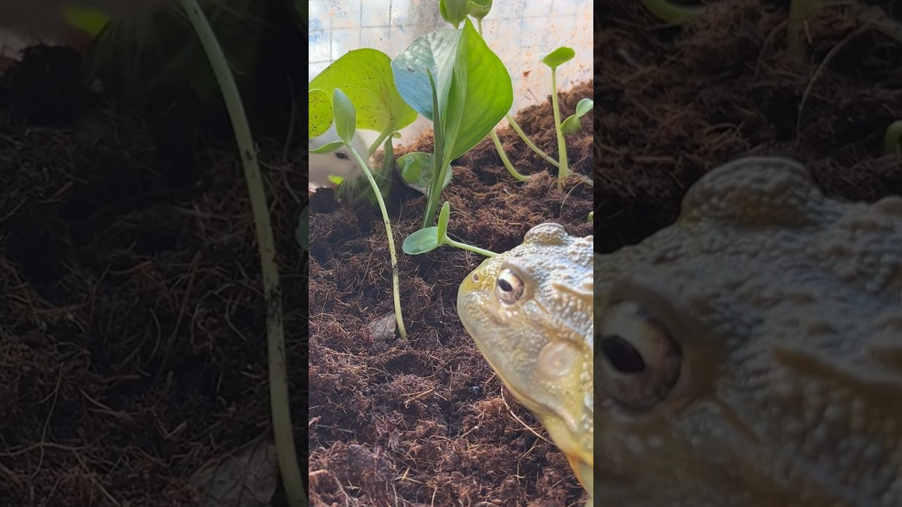 frog saw the grass moving