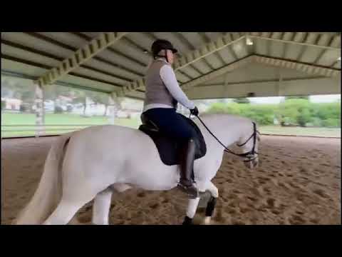 SOLD: Duckling, 2017, Imported Palomino Andalusian (PRE), First Level