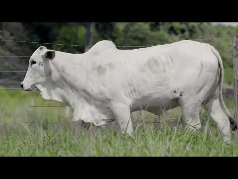 NELORE WBS - 1700 DA FST - WBS 1700