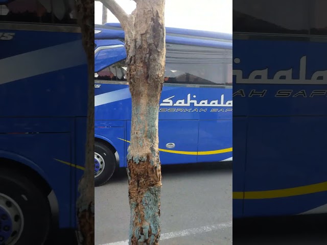 Sahaalah Bus in Bright Navy Blue for bus lovers #carnews