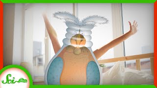 Best Nap Ever: Rotifers Wake Up After 24,000 Years