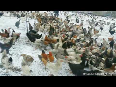 helminták csirkék kezelésében paraziták Tyumen