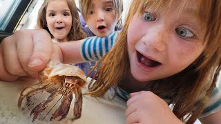 new HERMiT CRAB shells 🐚 Adley makes a Beach for our Crabs then haunted Family Cartoon movie night