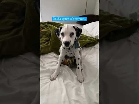 Watch My Dalmatian Grow Up!