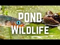 What Wildlife lives in UK Ponds?