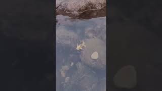 Download lagu penampakan naga dalam air #shorts, #short, #shortvideo, #hewan, #naga, #trending mp3