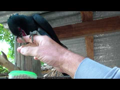 Asian Koel (2) in Kalasin, Thailand