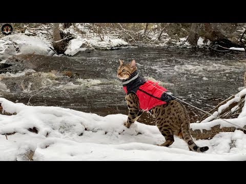 Bengal cat enjoying the first snowfall
