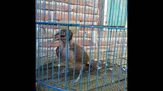 Download lagu koak kaok asli dompu NTB,kisaran umur 3 minggu mp3