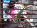 Ijo Gacor Udin Bangor